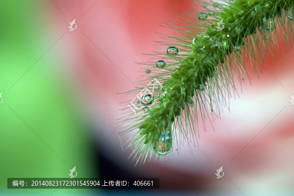狗尾巴草