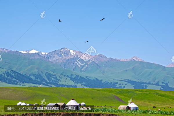 天山牧場