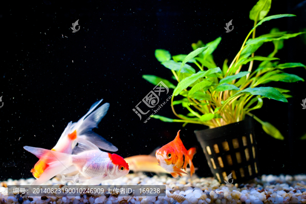 金魚