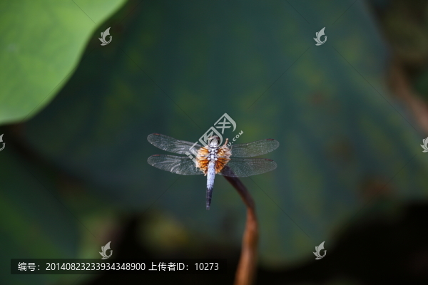 休息的蜻蜓