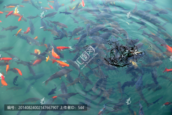 鯉魚(yú)