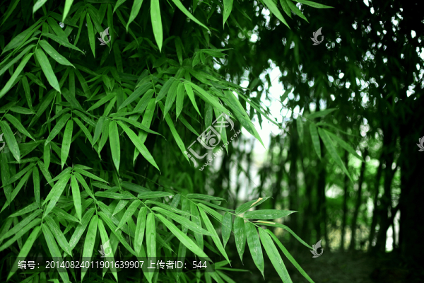 竹葉