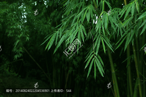 竹子