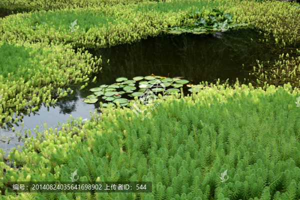 池塘,水草