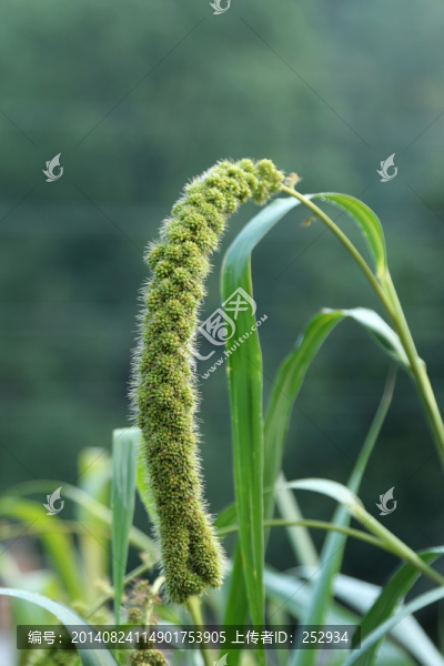 谷穗