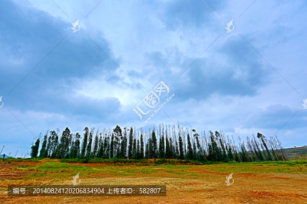 桉樹(shù)林