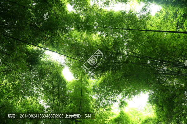 竹林