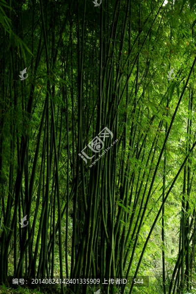 竹林