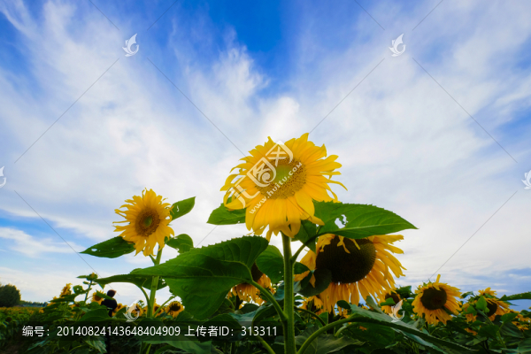 草原風(fēng)光