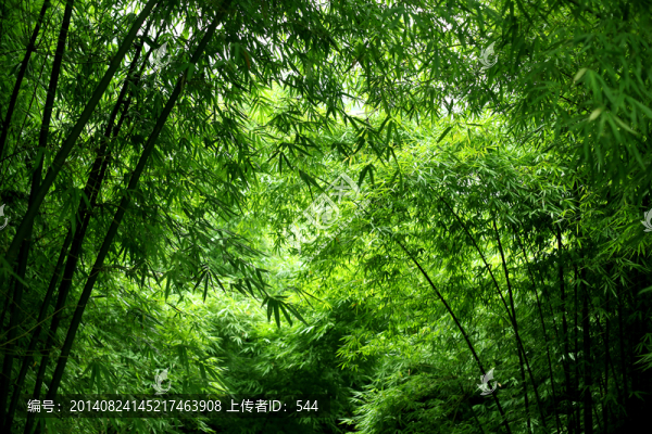 竹林