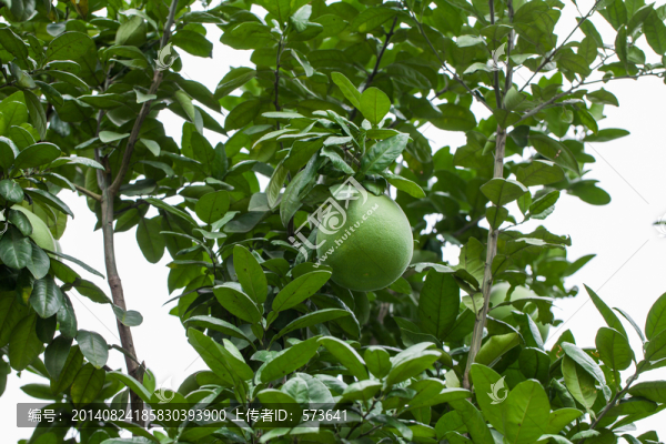 柚子樹(shù)