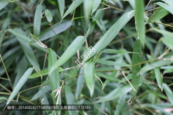植物