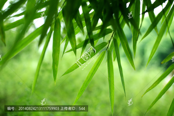 竹葉