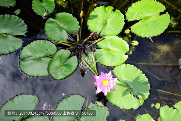 蓮花
