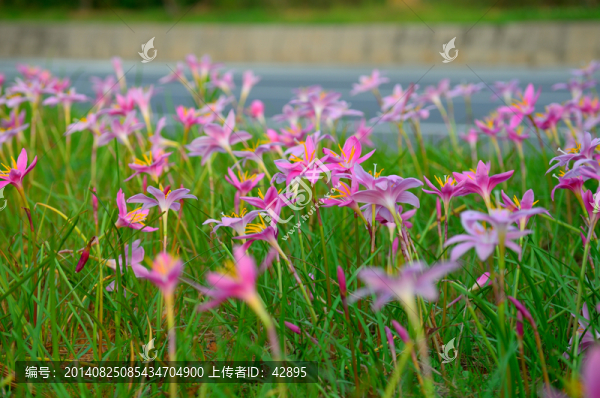 花叢