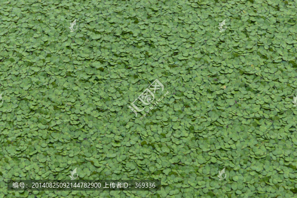 浮萍（高清大畫幅tif）特寫