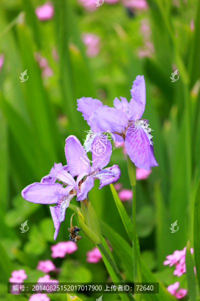 鳶尾花