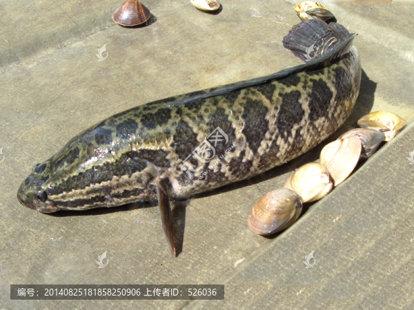 生魚(yú),烏魚(yú)