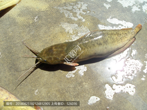特寫塘角魚