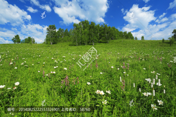 山花盛開的原野