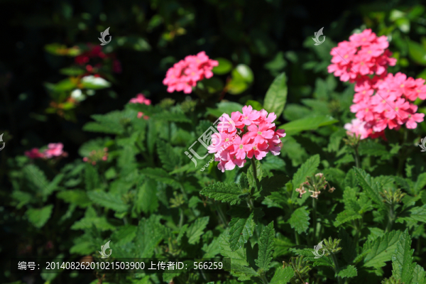 花草