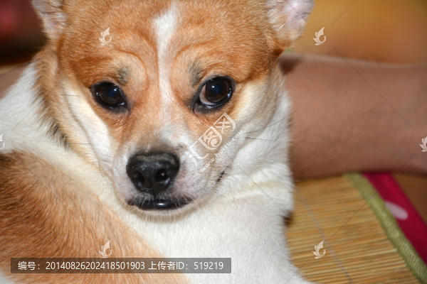 狗狗