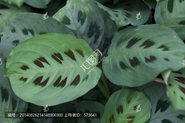 豹斑竹芋