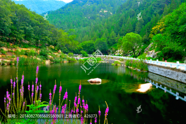 碧水湖畔隨意草