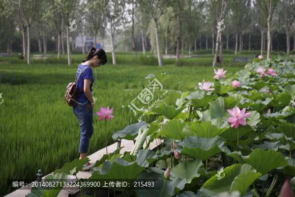 少女,荷花,女生,荷塘