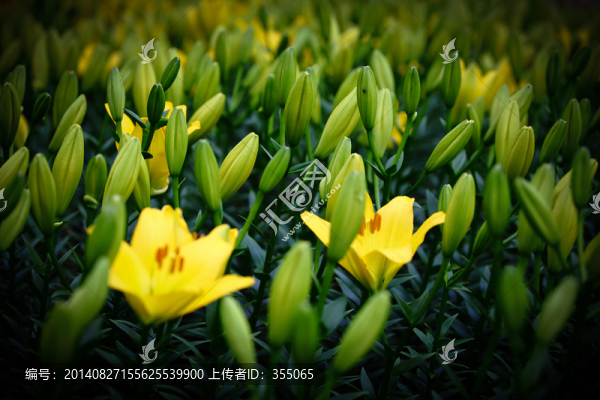 百合花