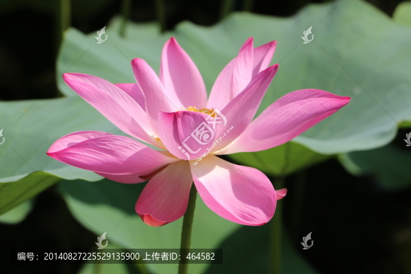 亭亭玉立