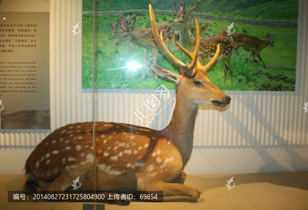 梅花鹿素材