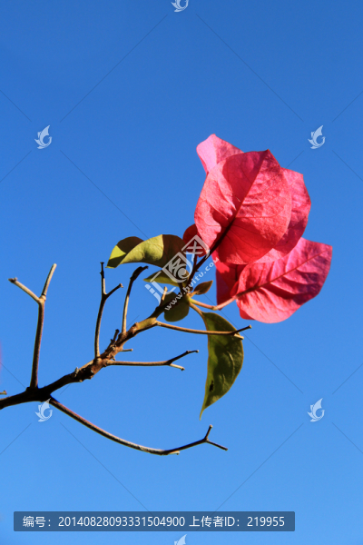 一枝花