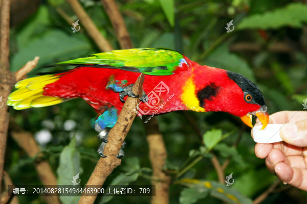 鸚鵡喝水