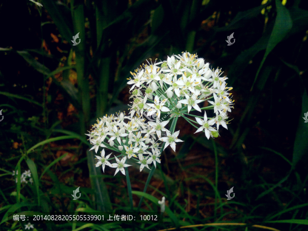 韭菜花