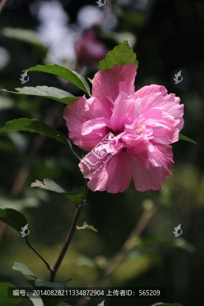 木槿花