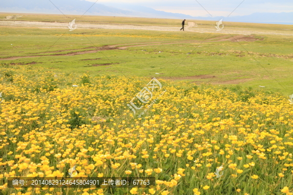 開滿金色野花的山坡