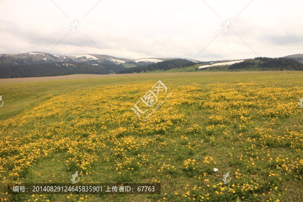 開滿金色野花的山坡