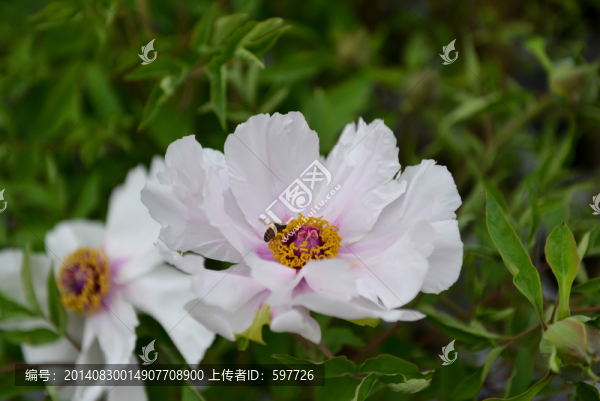牡丹與蜜蜂