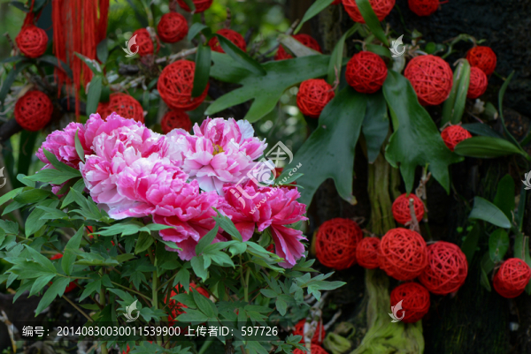 牡丹,節(jié)日花卉