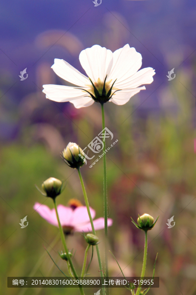 波斯菊