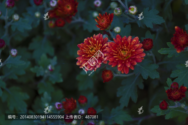 菊花