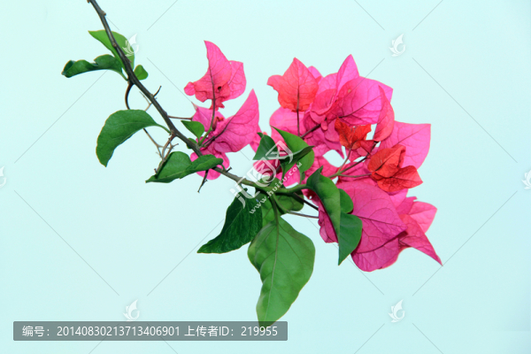 三角梅
