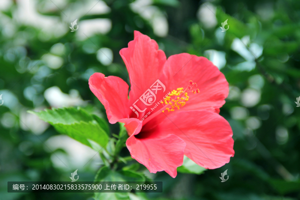 扶桑花