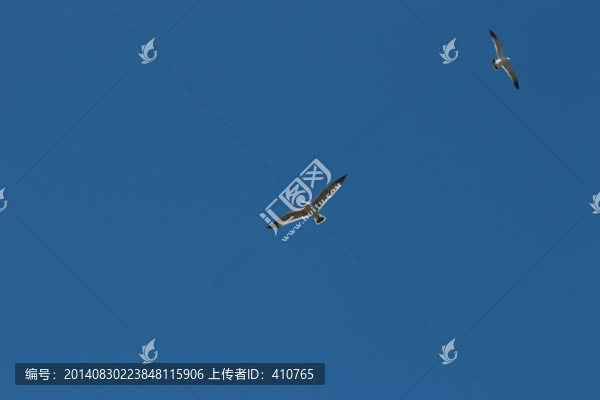 海鷗