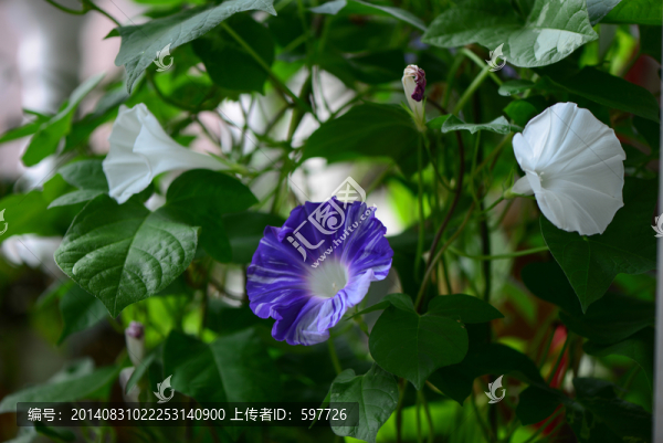 牽?；?雙色,家庭園藝