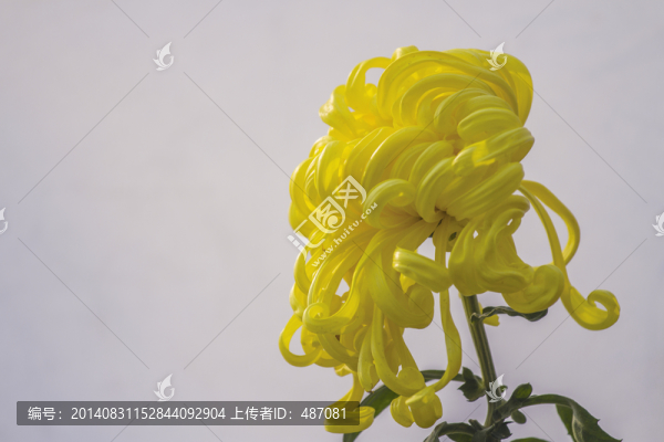 菊花