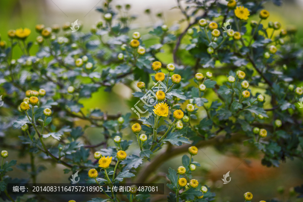 菊花