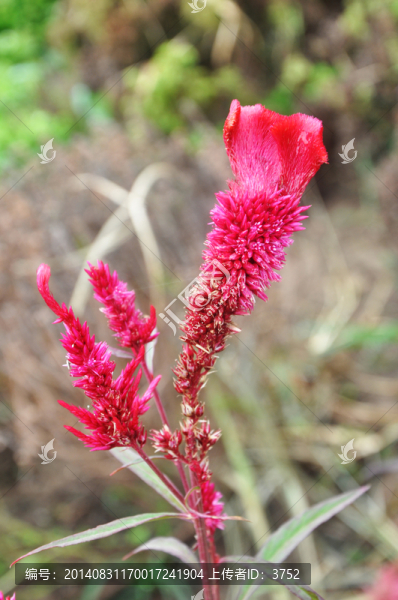 雞冠花