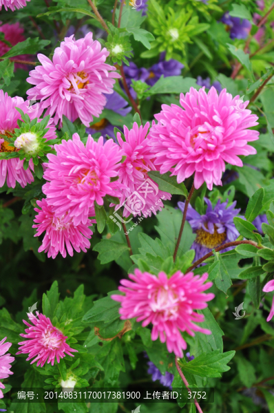 鮮花,太陽花